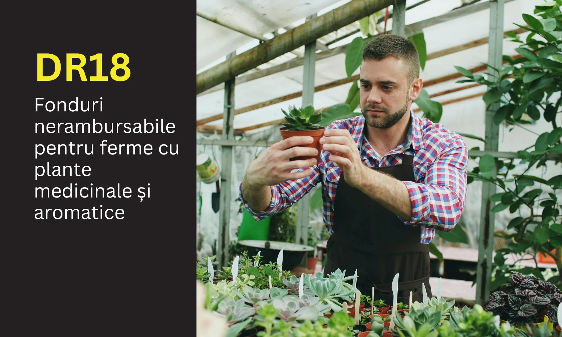 DR18: Până la 100.000 de euro pentru ferme cu plante medicinale și aromatice
