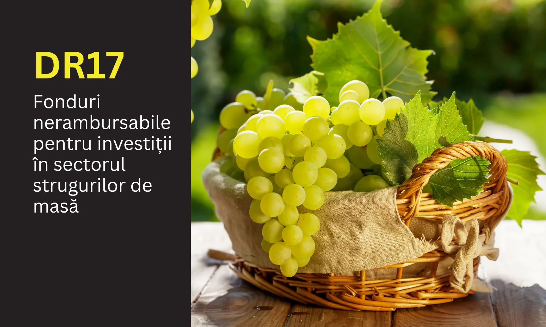 DR-17: până la 1.000.000 euro nerambursabili pentru investiții în sectorul strugurilor de masă